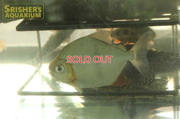 画像5: ブラックバンデッドメチニス　細バンド（トカンチンス）（ペア）