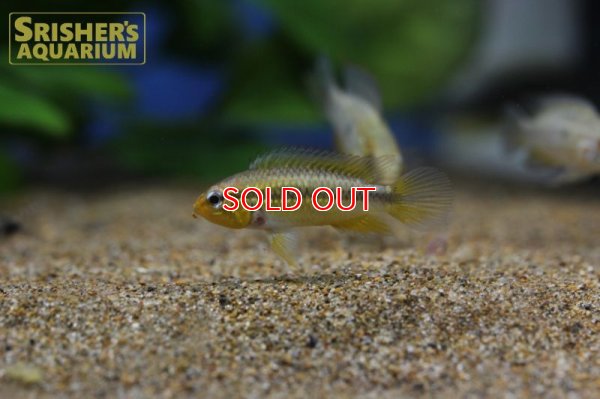 画像3: アピストグラマ アガシジー カレイロ ワイルド (ペア)