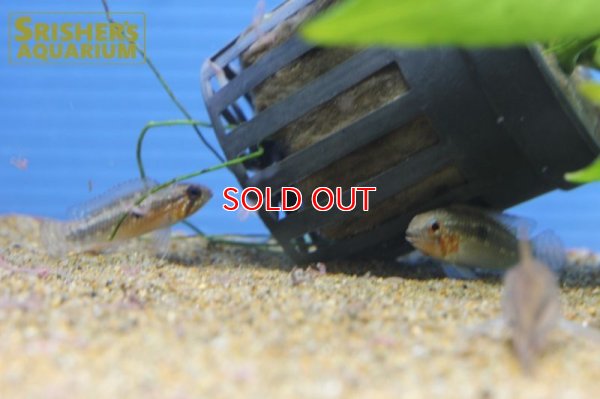 画像7: アピストグラマ sp. ミウア ワイルド (ペア)