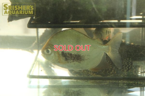 画像6: ブラックバンデッドメチニス　細バンド（トカンチンス）（ペア）