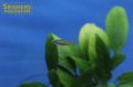 オリジアス　ウォウォラエ（ペア）