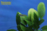 オリジアス　ウォウォラエ（ペア）