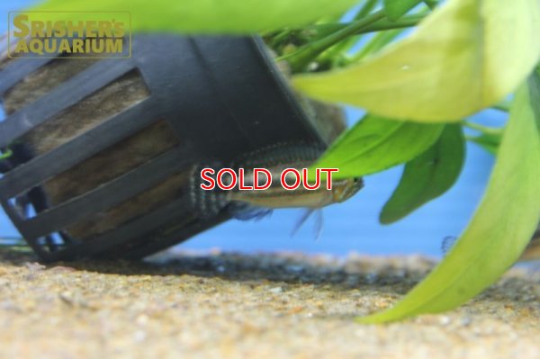 画像4: アピストグラマ sp. ミウア ワイルド (ペア)