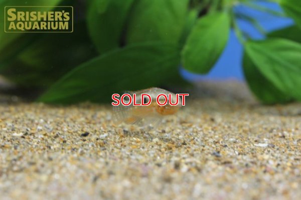 画像8: アピストグラマ sp. ミウア ワイルド (ペア)