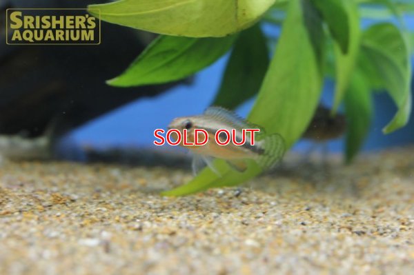 画像5: アピストグラマ sp. ミウア ワイルド (ペア)