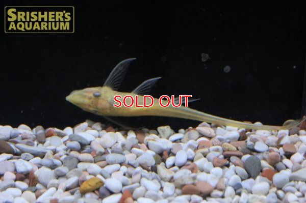 画像8: レッドアイゴールデンロイヤルファロエラ