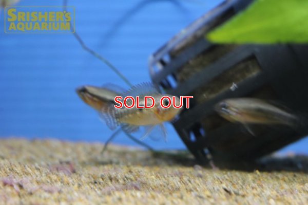 画像10: アピストグラマ sp. ミウア ワイルド (ペア)