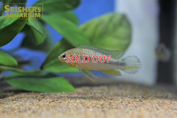 画像6: アピストグラマ アガシジー カレイロ ワイルド (ペア)