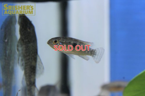 画像9: アピストグラマ sp. ミウア ワイルド (ペア)