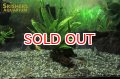 水草 ミクロソリウム プテロプス 流木付き TR 大