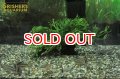 水草 ミクロソリウム ウェンデロフ 流木付き TR 大