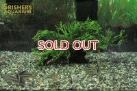 水草 ミクロソリウム ウェンデロフ 流木付き TR 大
