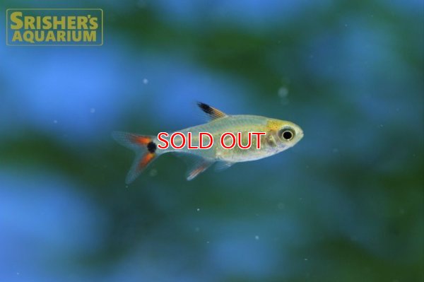 画像3: スーパーアマリリステトラ（マットグロッソ）