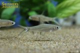 シルバーシャーク