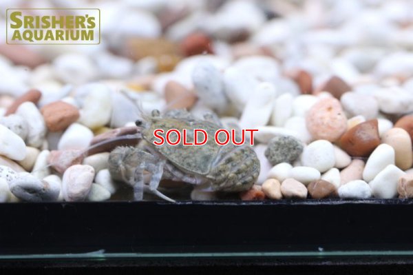 画像6: 国産淡水コシオリエビ（ブルータイプ）