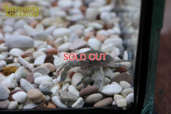 画像4: 国産淡水コシオリエビ（ブルータイプ）