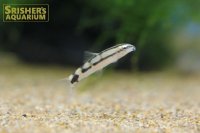 ドワーフボーシャ