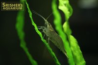 ヤマトヌマエビ