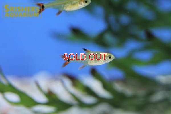 画像4: スーパーアマリリステトラ（マットグロッソ）