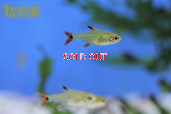 画像5: スーパーアマリリステトラ（マットグロッソ）