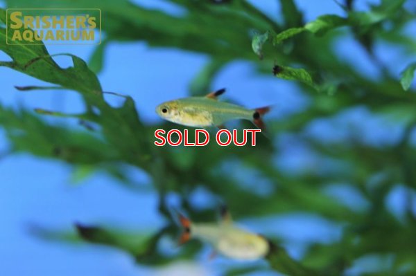 画像6: スーパーアマリリステトラ（マットグロッソ）