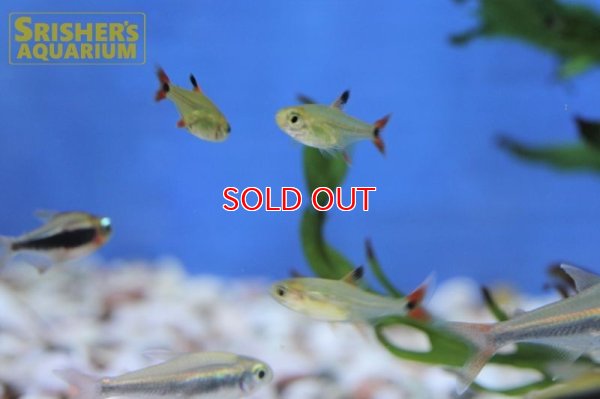 画像7: スーパーアマリリステトラ（マットグロッソ）