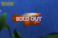 国産RREA紅白グッピー（ペア）