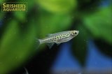 ゴールドリングダニオ