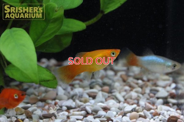 画像3: プラティ　ミックス