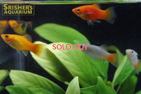 画像6: プラティ　ミックス