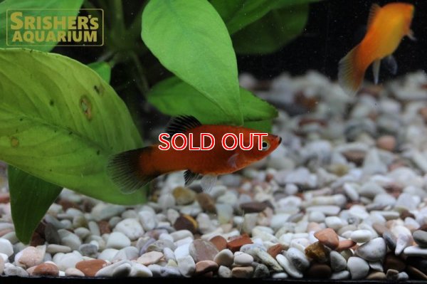 画像4: プラティ　ミックス