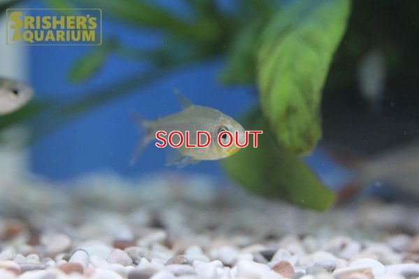 画像3: カーニバルテトラWILD