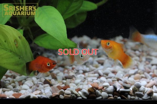 画像5: プラティ　ミックス