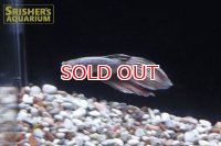 ベタ　ドラゴン　ロングフィンベタ　オス　