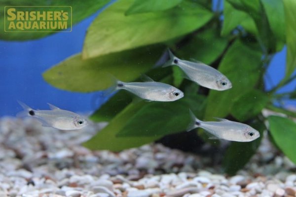 画像4: キティテトラ（ブリード）