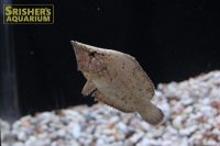リーフフィッシュ