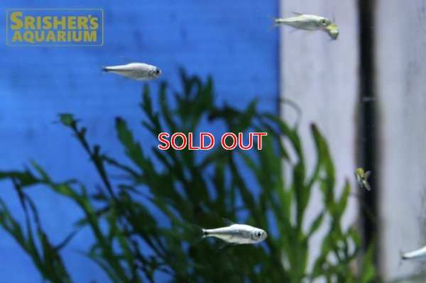 画像4: ゴールデンテトラ（ブルーライン）