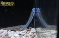 ネオンブルーゴビー（コンテリボウズハゼ）