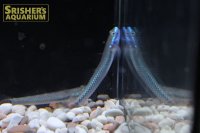 ネオンブルーゴビー（コンテリボウズハゼ）