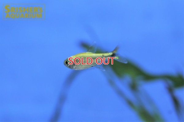 画像5: ゴールデンテトラ（ブルーライン）