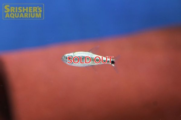 画像6: ゴールデンテトラ（ブルーライン）