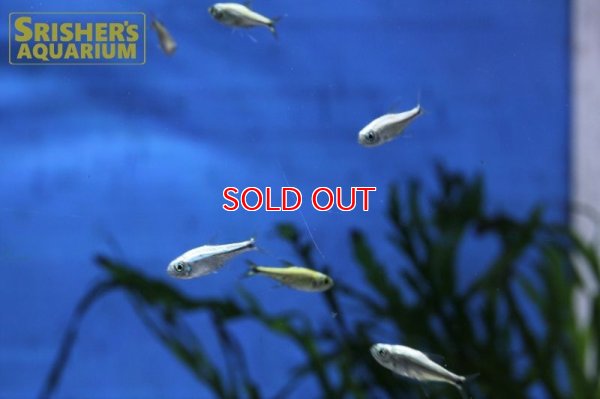 画像3: ゴールデンテトラ（ブルーライン）