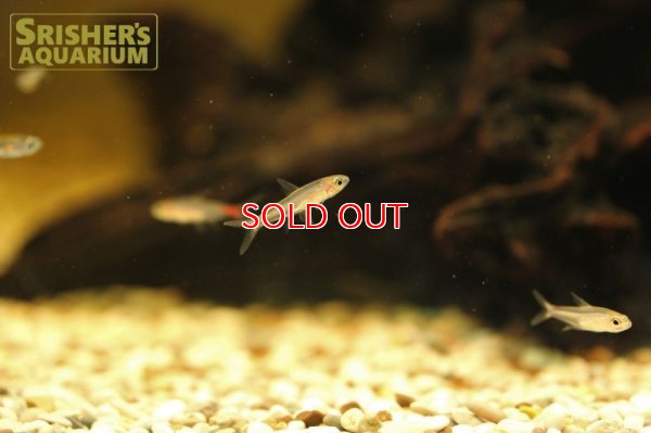 画像5: ブリタニクティス マイヤシー リオファリス オス