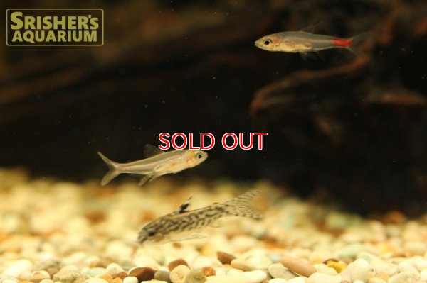 画像3: ブリタニクティス マイヤシー リオファリス オス