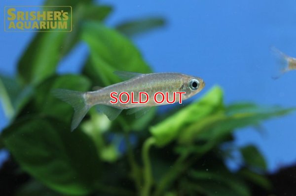 画像5: フェナコグラムス SP オレンジマコウア