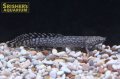ポリプテルス オルナティピンニス（ブリード）