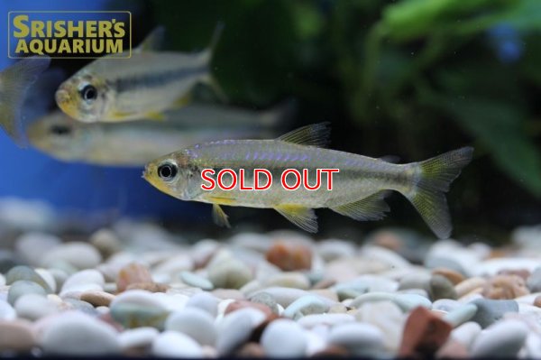 画像3: スーパーレッドチェリーコンゴテトラ（オス）ブルータイプ