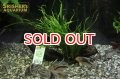 水草 ミクロソリウム トライデント 流木付き TR 大