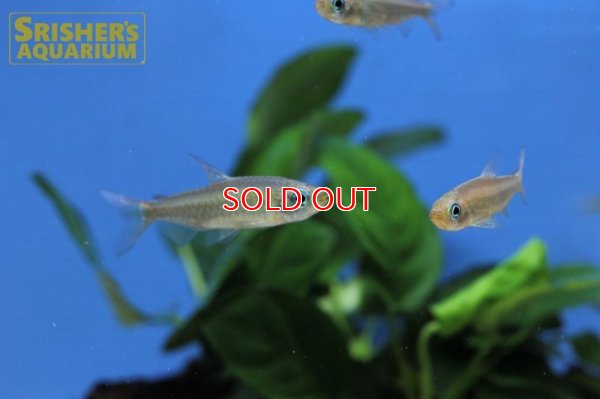 画像8: フェナコグラムス SP オレンジマコウア