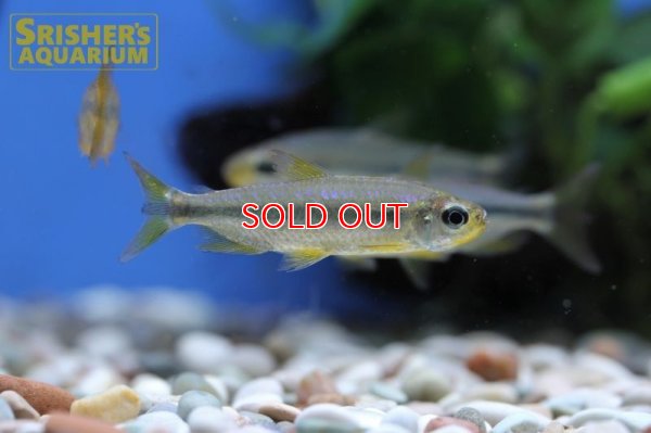 画像5: スーパーレッドチェリーコンゴテトラ（オス）ブルータイプ